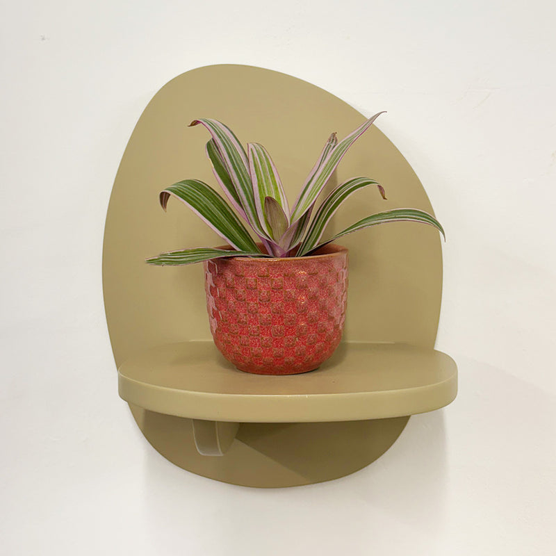 Mini oyster plant & pot