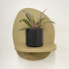 Mini oyster plant & pot