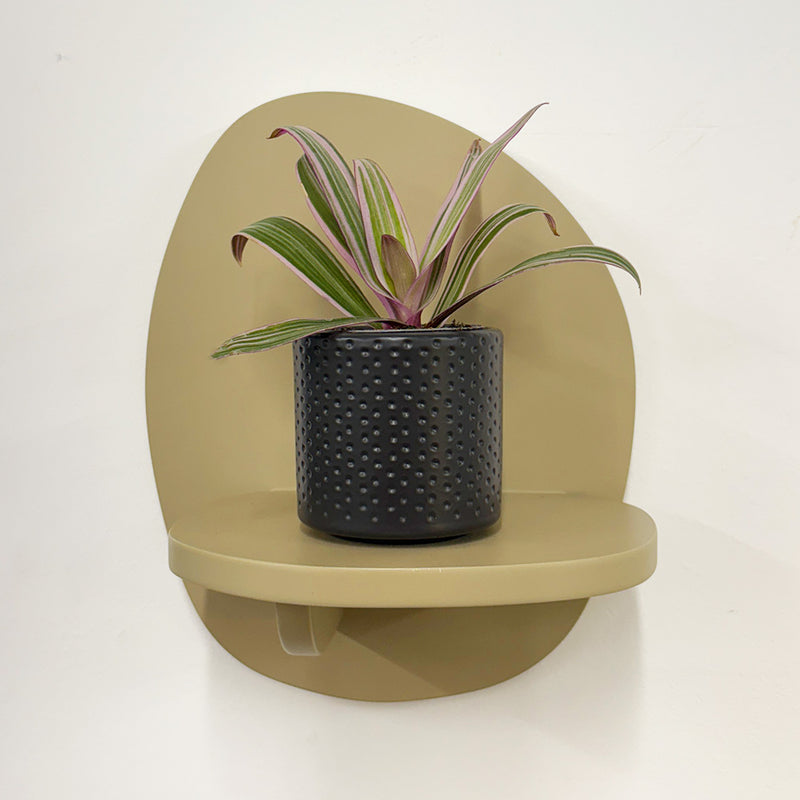 Mini oyster plant & pot