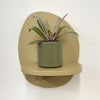 Mini oyster plant & pot