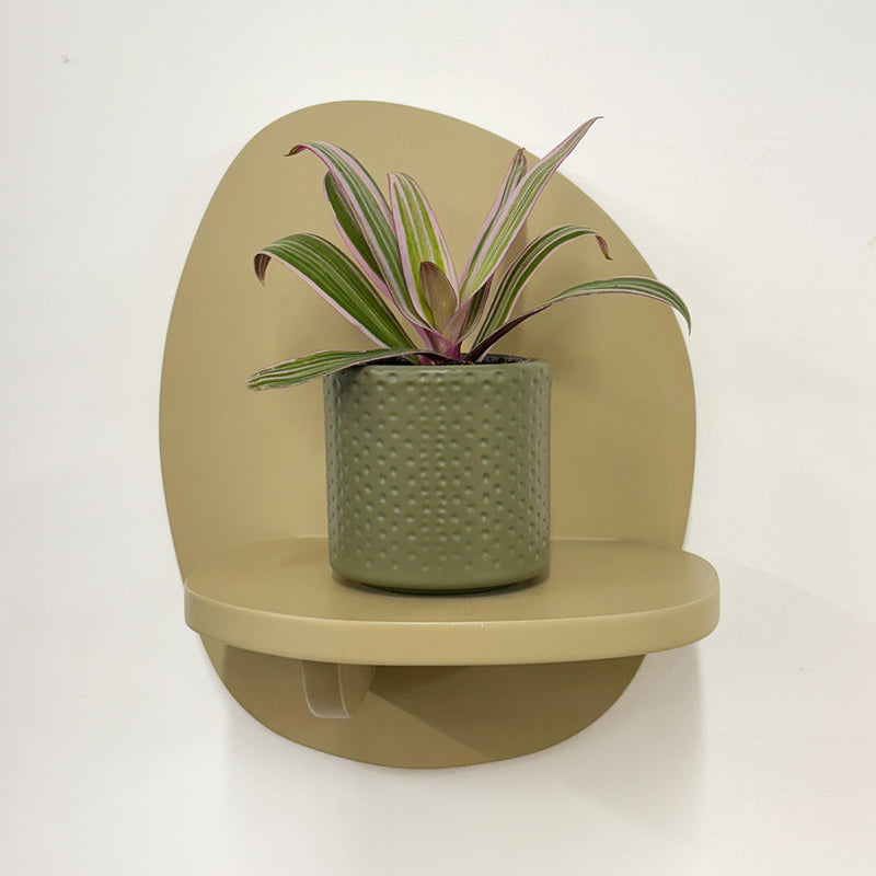Mini oyster plant & pot