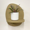 Mini oyster plant & pot