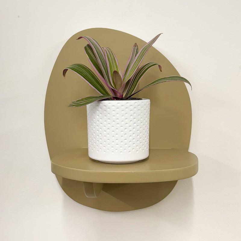 Mini oyster plant & pot