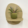 Mini oyster plant & pot