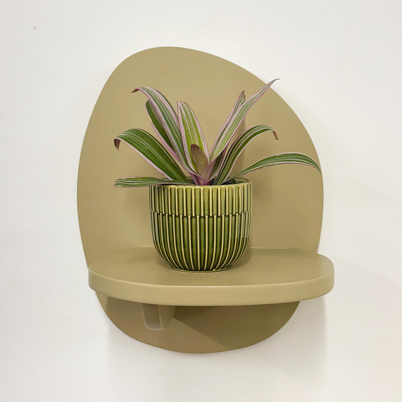 Mini oyster plant & pot