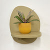 Mini oyster plant & pot