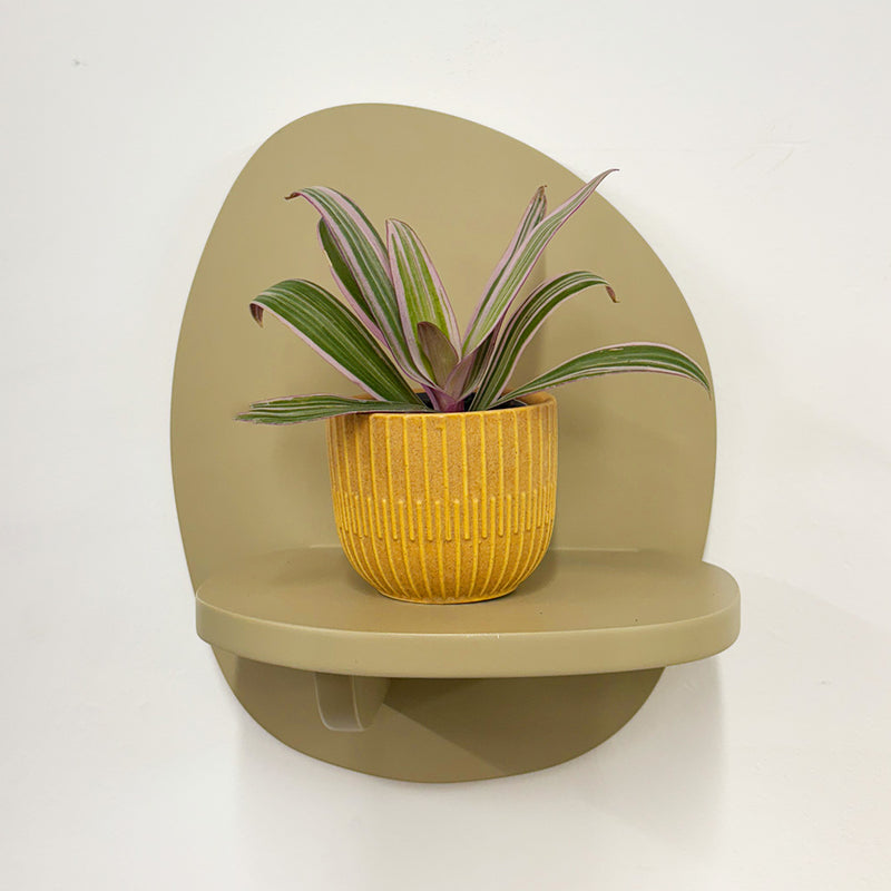 Mini oyster plant & pot