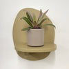 Mini oyster plant & pot