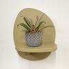 Mini oyster plant & pot