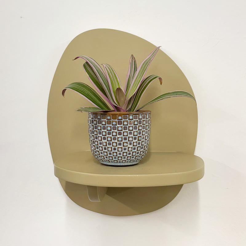 Mini oyster plant & pot