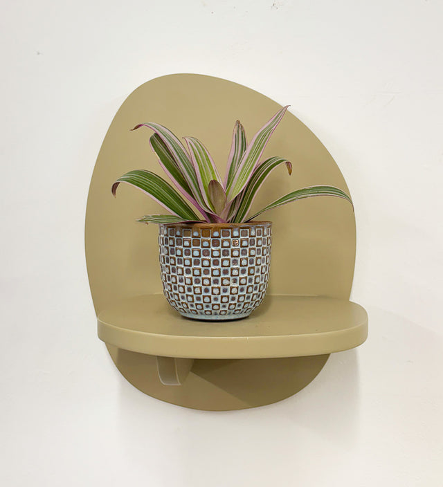 Mini oyster plant & pot