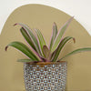 Mini oyster plant & pot
