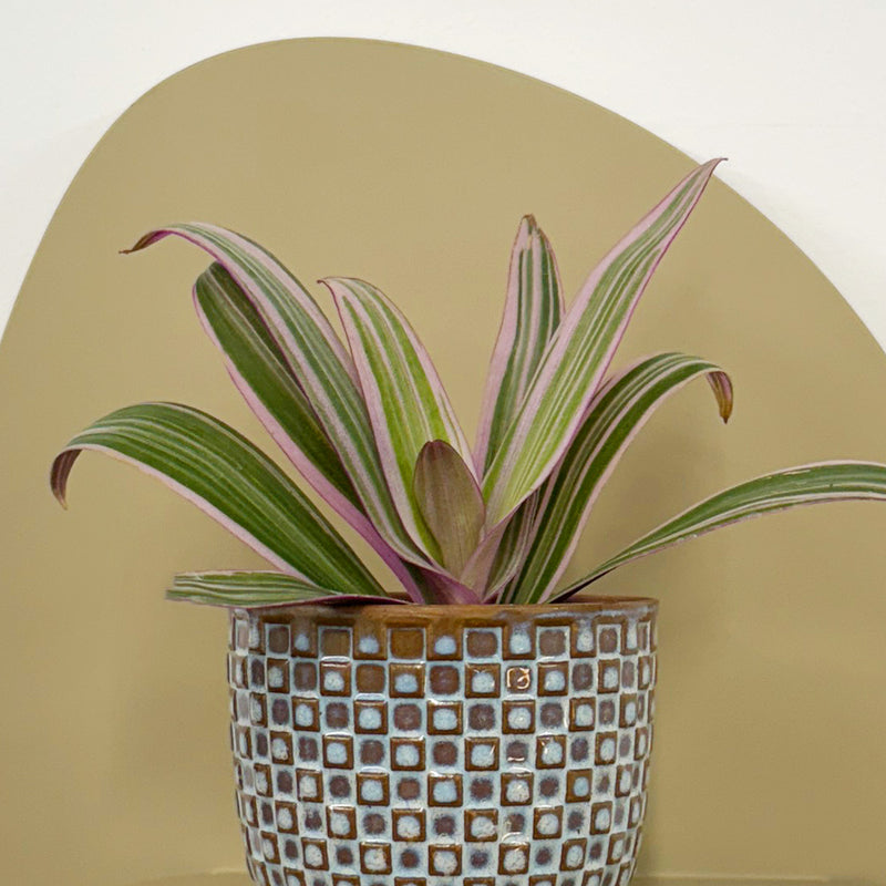 Mini oyster plant & pot