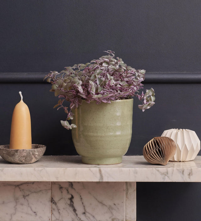 Callisia Rosato & Pot