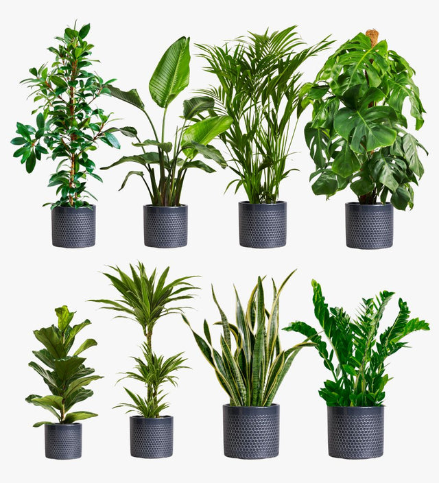 Granite Large Bundle