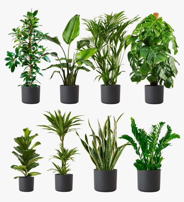 Graphite Large Bundle