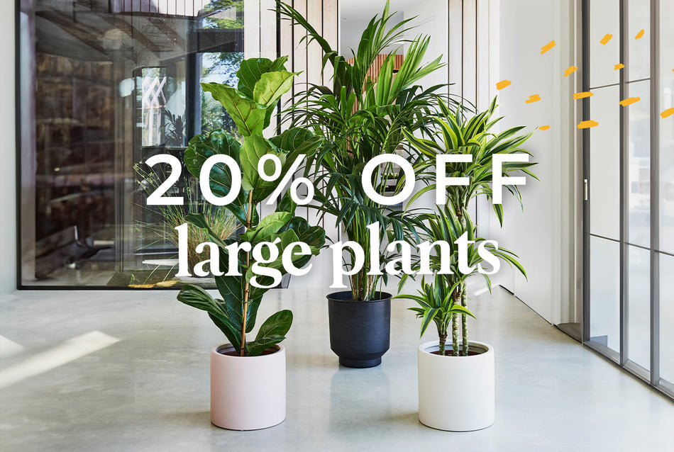 20% off large plants