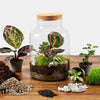 Terrarium Kit