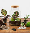 Terrarium Kit