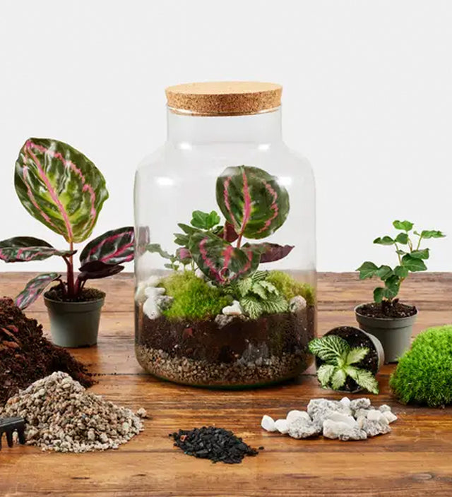 Terrarium Kit