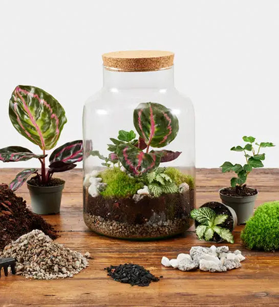 terrarium for plants uk Terrarium Kit