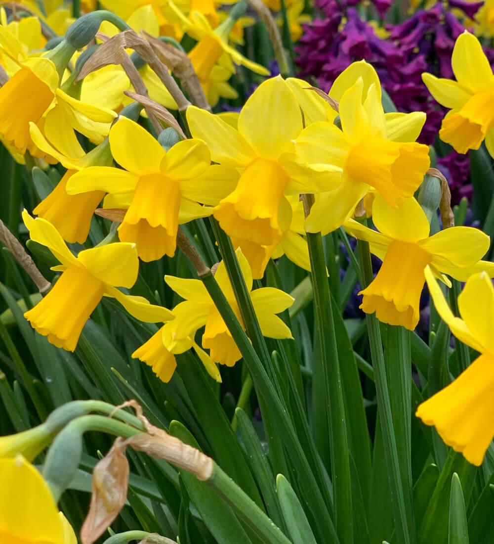 Narcissus Tête-à-Tête Bulbs