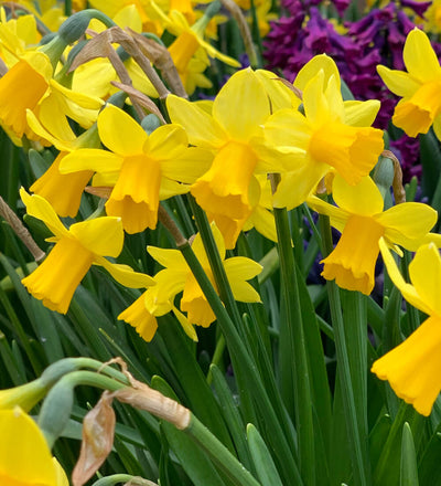 Narcissus Tête-à-Tête Bulbs