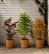 The Acer Garden