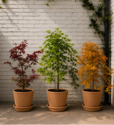 The Acer Garden