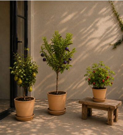 The British Kitchen Garden