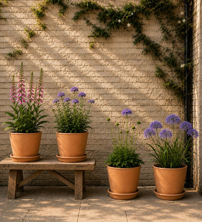 The Butterfly Border