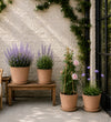 The Cottage Garden