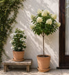 The Hydrangea Collection