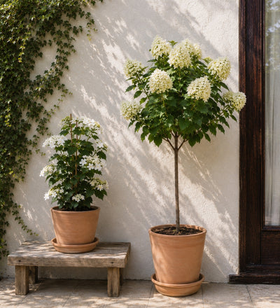 The Hydrangea Collection