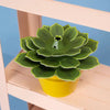 Succulent Mini Paper Plant Kit