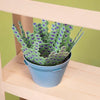 Lavender Mini Paper Plant Kit