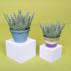 Lavender Mini Paper Plant Kit