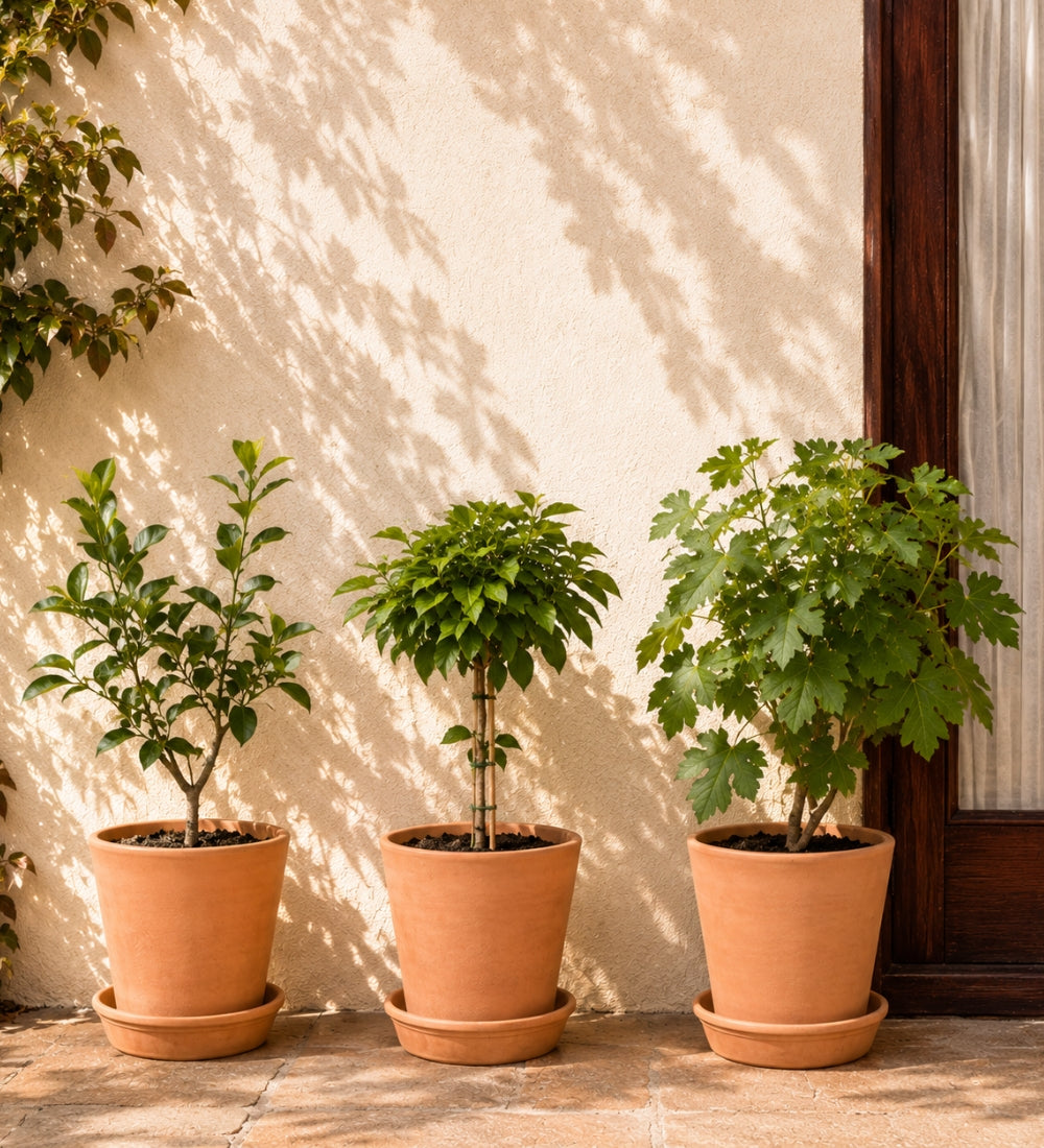 Patio Orchard Bundle