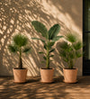 The Tropical Terrace