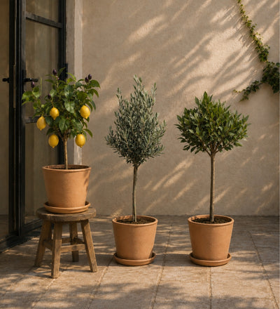 The Tuscan Terrace