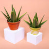 Aloe Vera Mini Paper Plant Kit