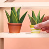 Aloe Vera Mini Paper Plant Kit