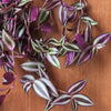 Tradescantia Zebrina