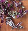 Tradescantia Zebrina