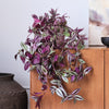 Tradescantia Zebrina