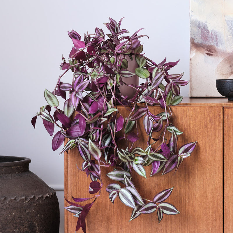 Tradescantia Zebrina