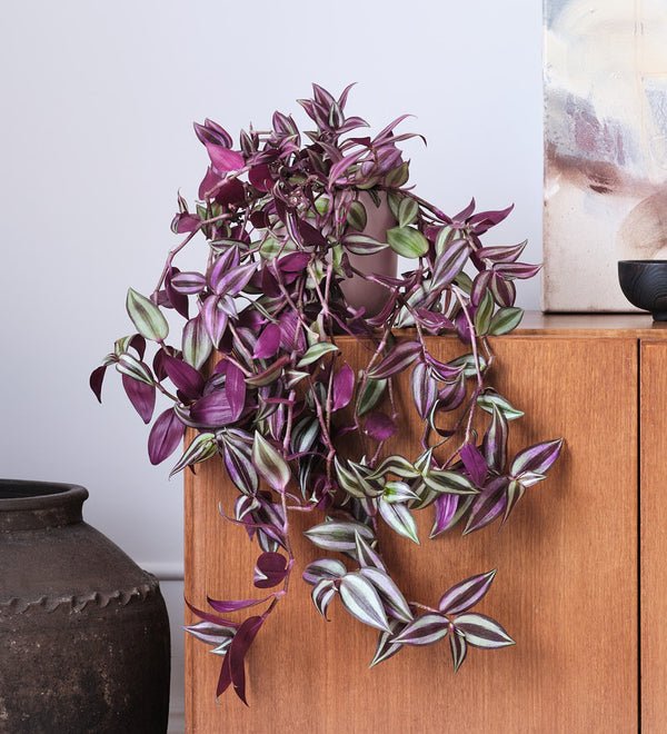 Tradescantia Zebrina