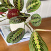 Prayer Plant Pair
