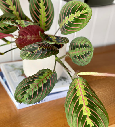 prayer plant self watering pot Prayer Plant | Maranta Leuconeura