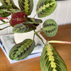 Prayer Plant & Pot